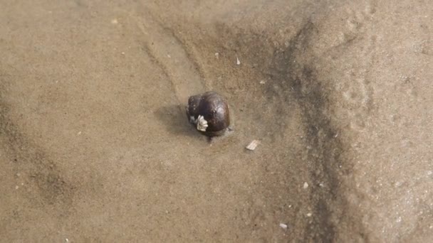 Caracol de mar grande — Vídeos de Stock