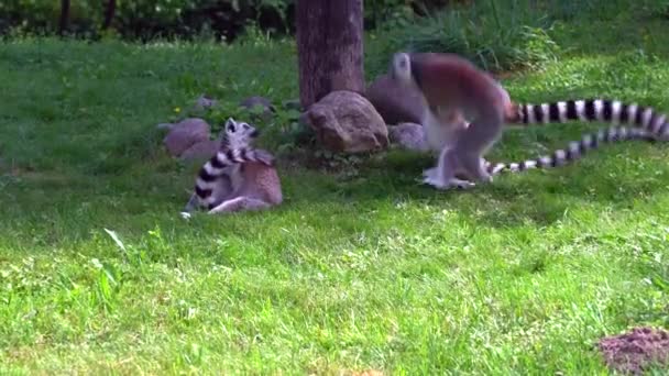 Lemur maymun Madagaskar primatlar — Stok video