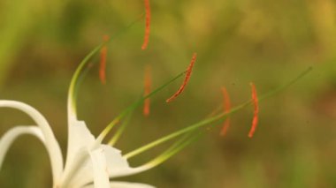 polen anter flora doğa