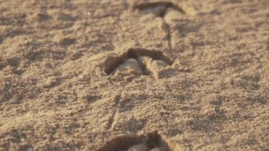 ayak izleri martı hayvan parmak beach