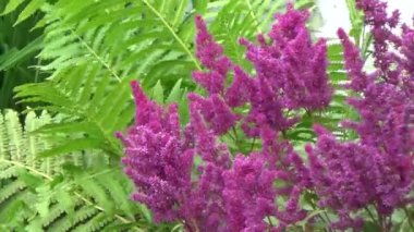 çim fern Bahçe rüzgar kırmızı dalgalar