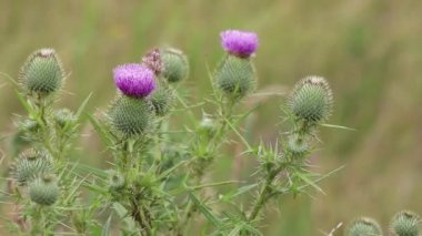 Thistle barb çayır bitki çiçek