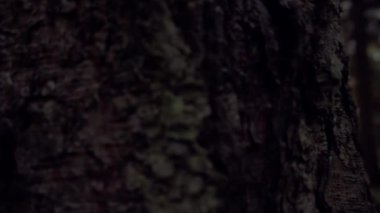 ağaç bulanık orman doğa