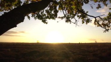 ağaç doğa manzara güneş ışığı