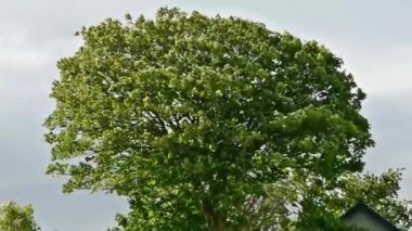 ağaç rüzgar doğa yeşillik bırakır