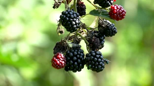 Blackberries фрукты кислый характер — стоковое видео