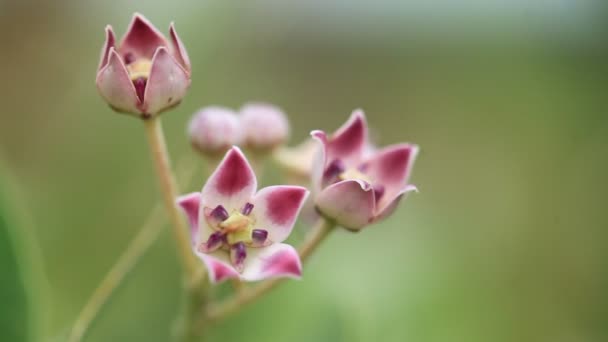 Calotropis bloemen macro milkweeds — Stockvideo