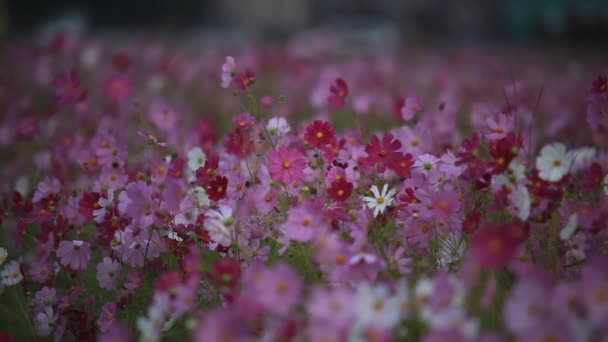 Flores cosmos vento pétala rosa — Vídeo de Stock