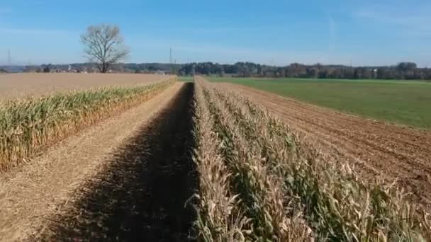 Hasil panen ladang jagung musim gugur — Stok Video