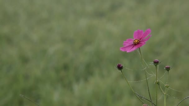 코스모스가을 꽃잎 핑크 — 비디오