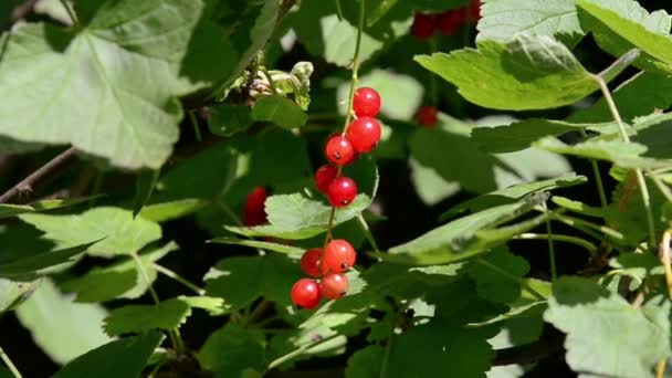 Grosellas bayas viento rojo — Vídeos de Stock