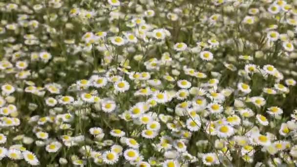 Marguerite prairie fleurs d'été champ — Video