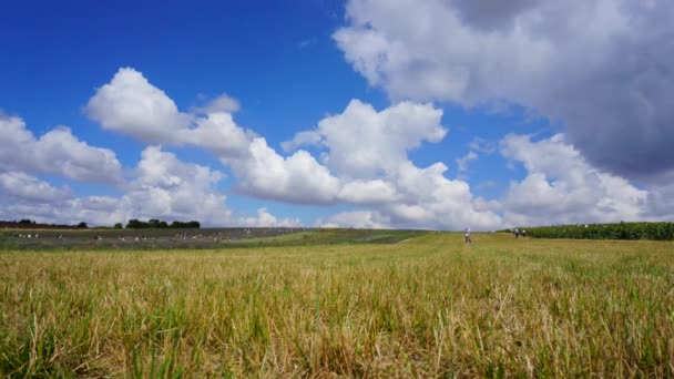 Польова трава небо пейзаж — стокове відео
