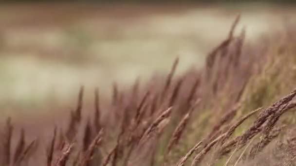 Tüy rüzgar hareket çim Sahası — Stok video