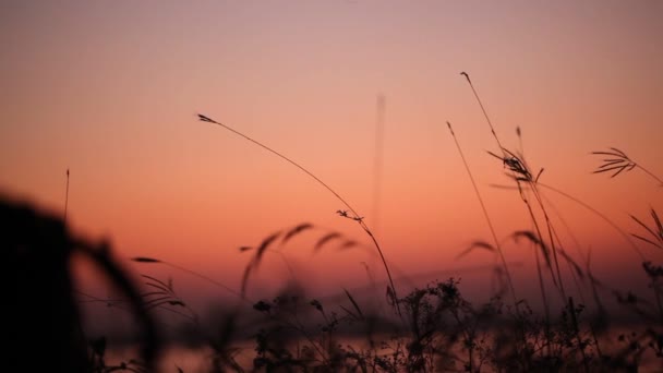 Graminées du soir coucher de soleil au bord du lac — Video