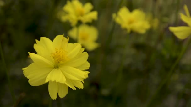 Flor naturaleza verano — Vídeo de stock