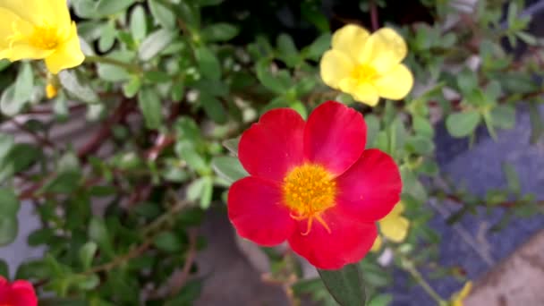 Flor jardim vermelho verão colorido — Vídeo de Stock