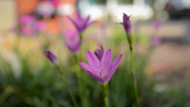 花卉自然夏日花园绿化 — 图库视频影像