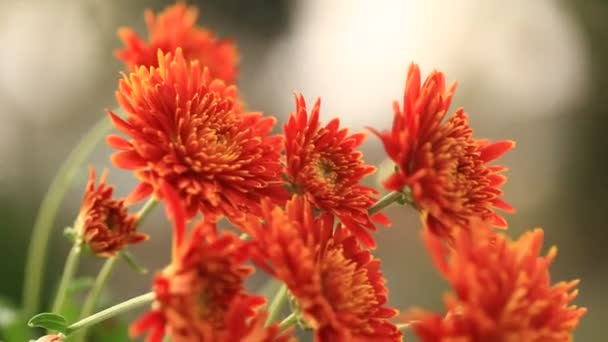 Pyrethrum makro květnici — Stock video