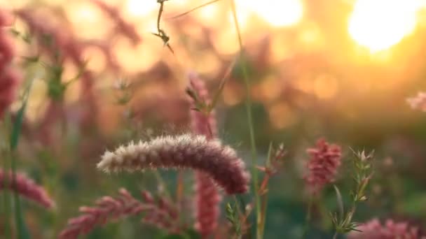 분수 잔디 식물 — 비디오