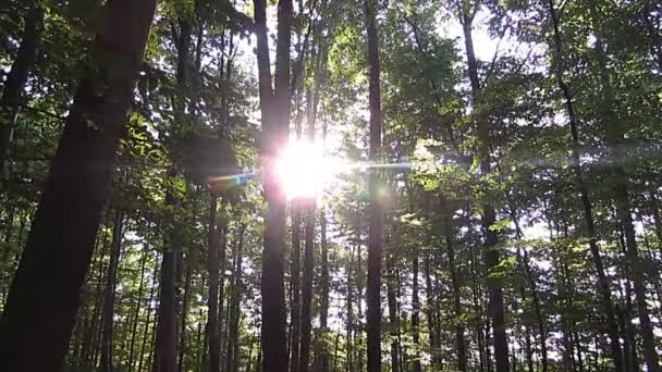 Bos sunbeam rest bomen rustige — Stockvideo