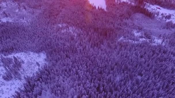 Lasu rano zima wschód słońca — Wideo stockowe