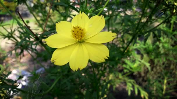 Jardin fleurs jaunes nature — Video