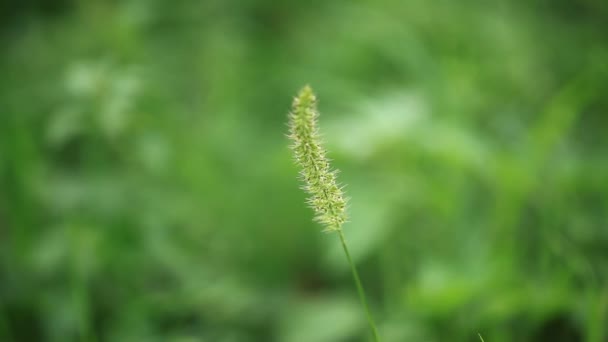 Hierba naturaleza campo verde planta — Vídeos de Stock