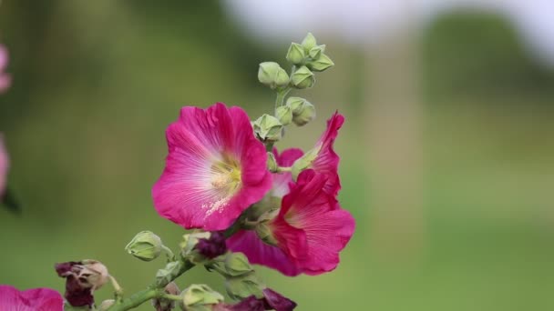 Flor de malva brote de jardín rosa — Vídeos de Stock