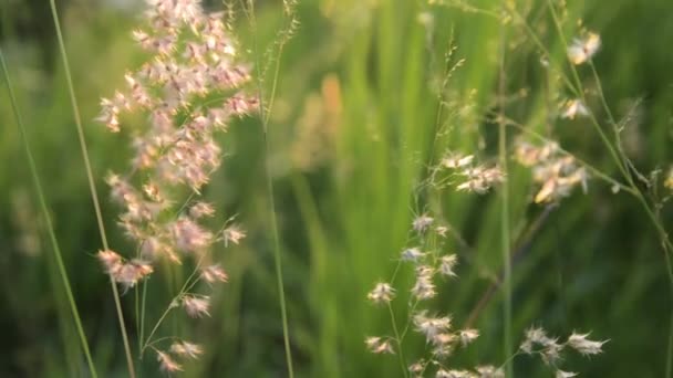 Naturaleza hierba verano sol luz — Vídeos de Stock