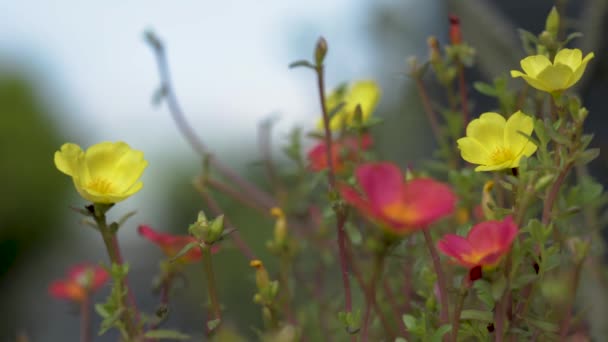 Φύση λουλούδι μέλισσα στον κήπο κίτρινο — Αρχείο Βίντεο