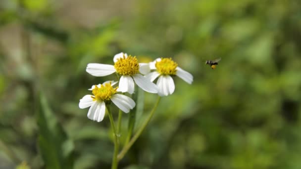 Naturliga djur hornet bee — Stockvideo