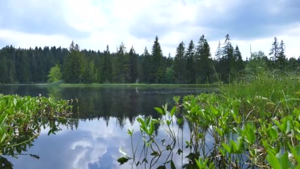 Natureza lago floresta nuvens céu — Vídeo de Stock