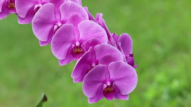 jemný růžový orchidej phalaenopsis