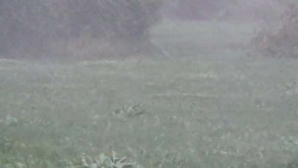 Burza z piorunami ulewa — Wideo stockowe