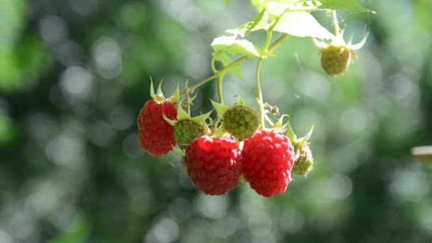 Frambuesas frutas de verano — Vídeos de Stock