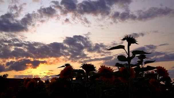 Video Von Sonnenblumenfeld Sonnenuntergang Pflanze Natur — Stockvideo