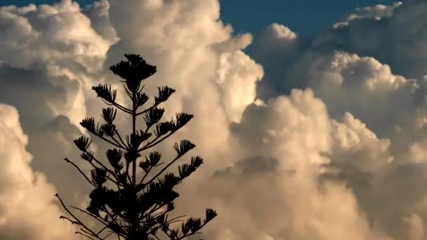 Strom obloha mraky — Stock video