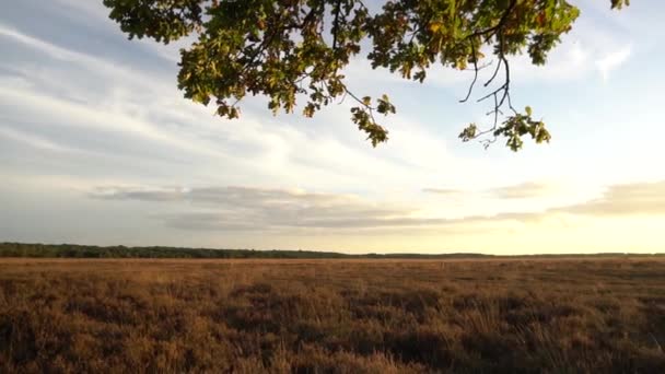 Träd sunset panorering grön sky — Stockvideo