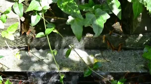 Fuente de jardín cascada de agua — Vídeo de stock