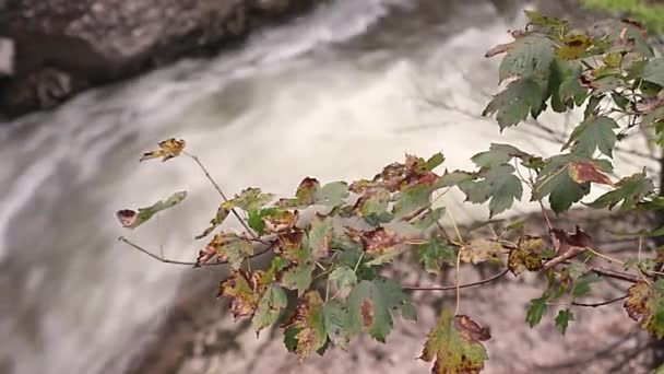 Waterval laat herfst natuur — Stockvideo