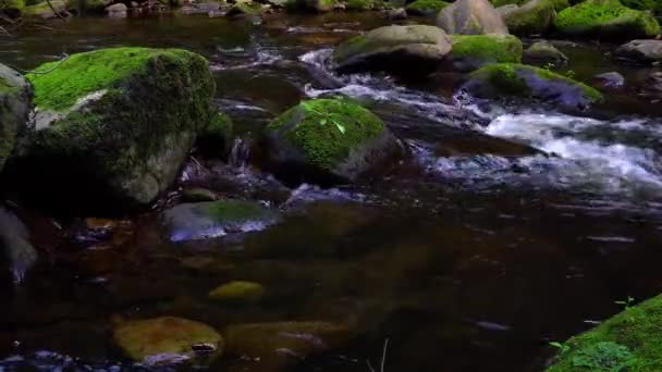 Videó Vízesés Folyó Bach Vízi Természet — Stock videók