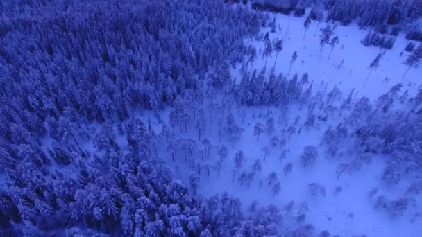 Video Paesaggio Invernale Neve Rivelatrice — Video Stock