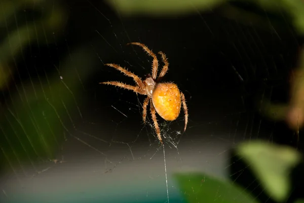 Sárga pók ül web — Stock Fotó