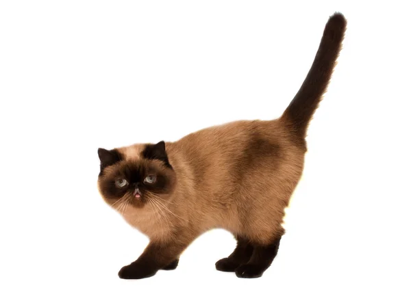 Exótico Shorthair Cat isolado em branco — Fotografia de Stock