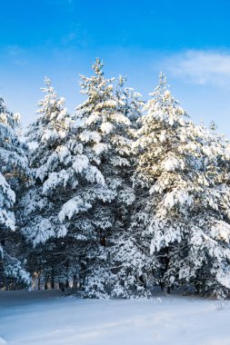 Üç karla kaplı ağaçlar mavi gökyüzü karşı grup