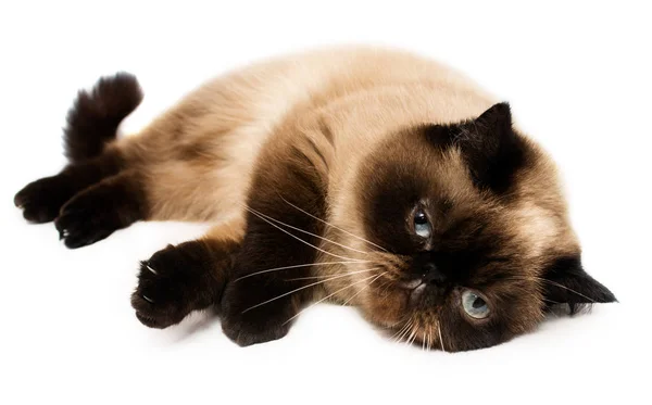 Shorthair exotic cat lying — Stock Photo, Image