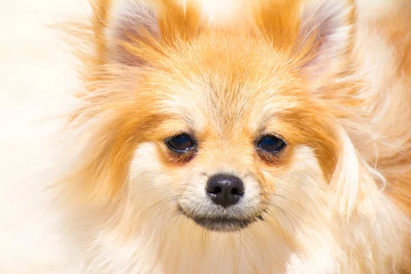 Cachorro pomeranian cão bonito animais de estimação em casa , — Fotografia de Stock
