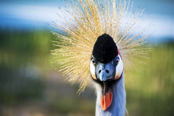 Colpo alla testa uccello della gru coronata grigia — Foto Stock