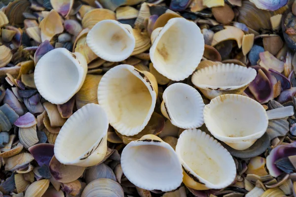 Mar cockleshells fundo — Fotografia de Stock